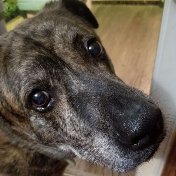 Dogs & Kids - Picture 6 of 16